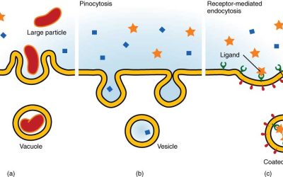 Extracellular Vesicles in Health and Disease