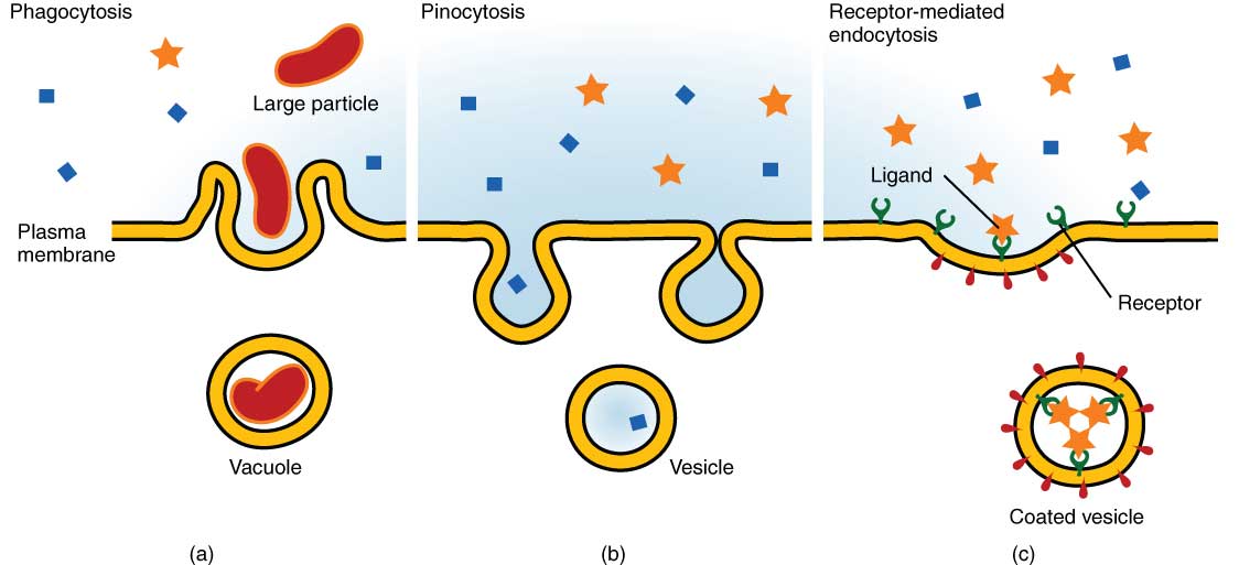 Extracellular Vesicles in Health and Disease