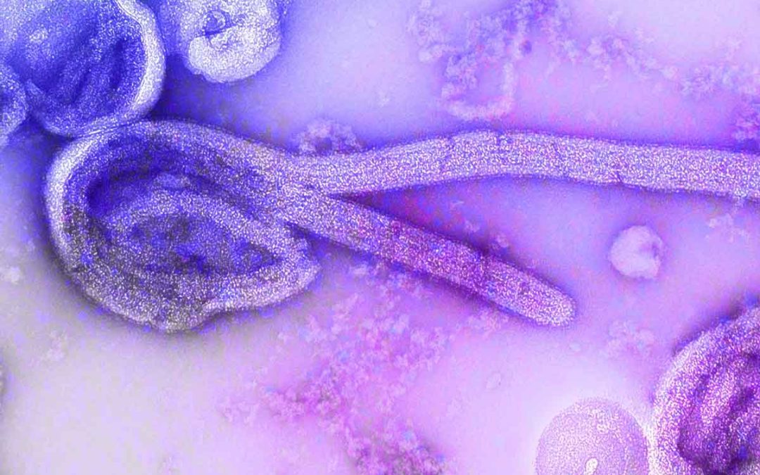 Tropical Parasitology: Protozoans, Worms, Vectors and Human Diseases